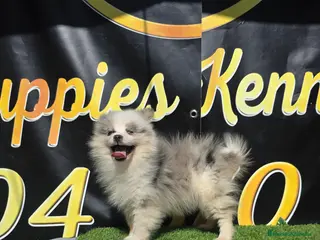 Pomsky perros Pomsky tricolor ojos azules - Anuncio 4