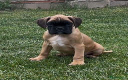 Boxer perros en venta: Preciosa camada de boxer  en Salamanca - Imagen 6
