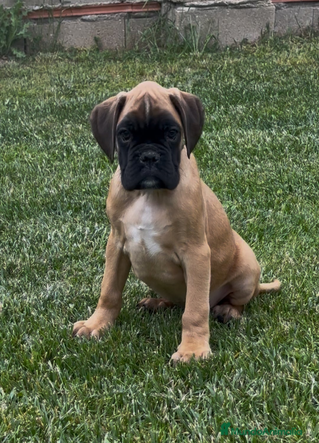 Boxer perros en venta: Preciosa camada de boxer  en Salamanca - Imagen 6