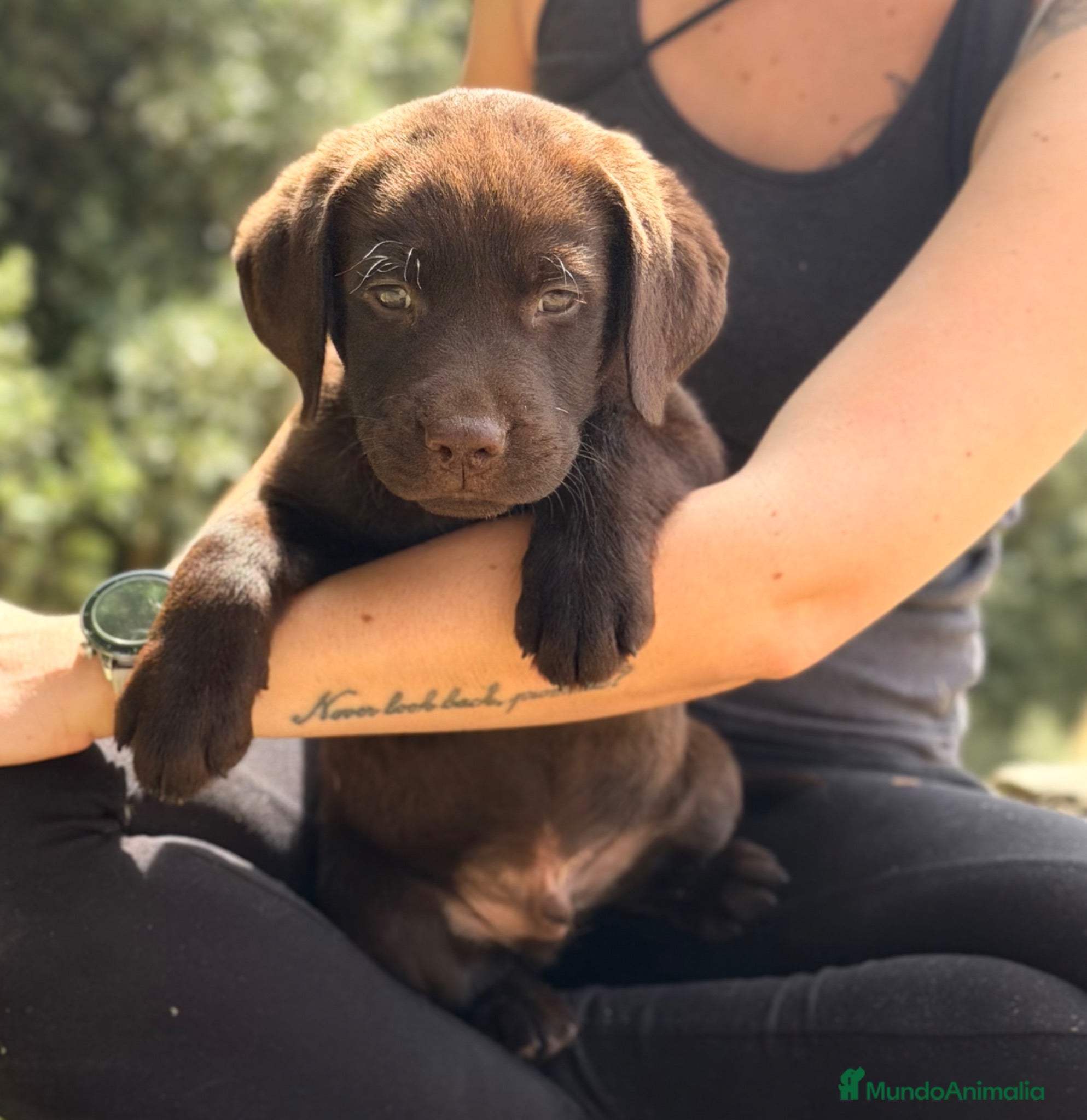 Labrador Retriever perros Labrador chocolate  - Anuncio 4