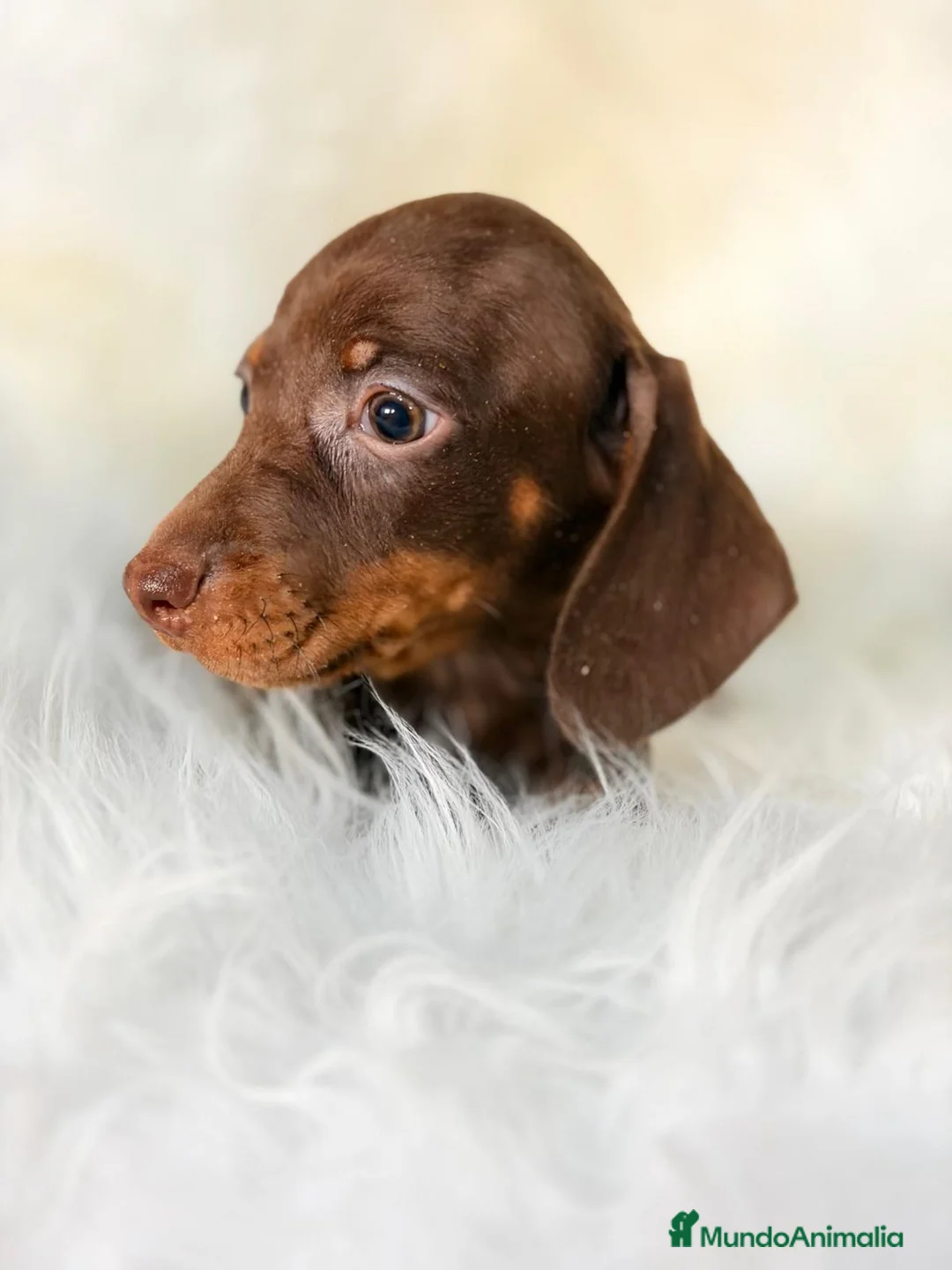 Teckel Miniatura perros en venta: TECKEL CHOCOLATE MINIATURA - Anuncio 5