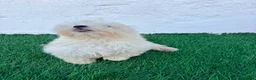 Bichón Maltés perros en venta: Bichon Maltes coreana - Anuncio 6