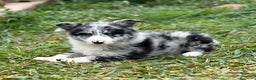 Border Collie perros en venta: BORDER COLLIE MERLE HEMBRA! en Barcelona - Anuncio 3