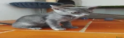 Europeo de Pelo Corto gatos en adopcion: Salvia en adopción  - Anuncio 7
