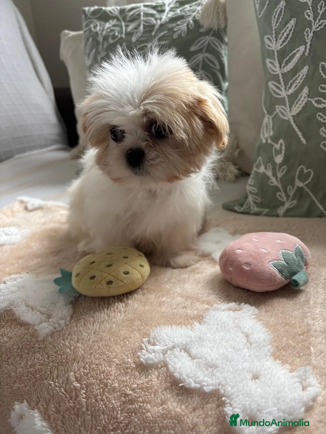 Shih Tzu perros en venta: Shih tzu bicolor hembras !! - Anuncio 1