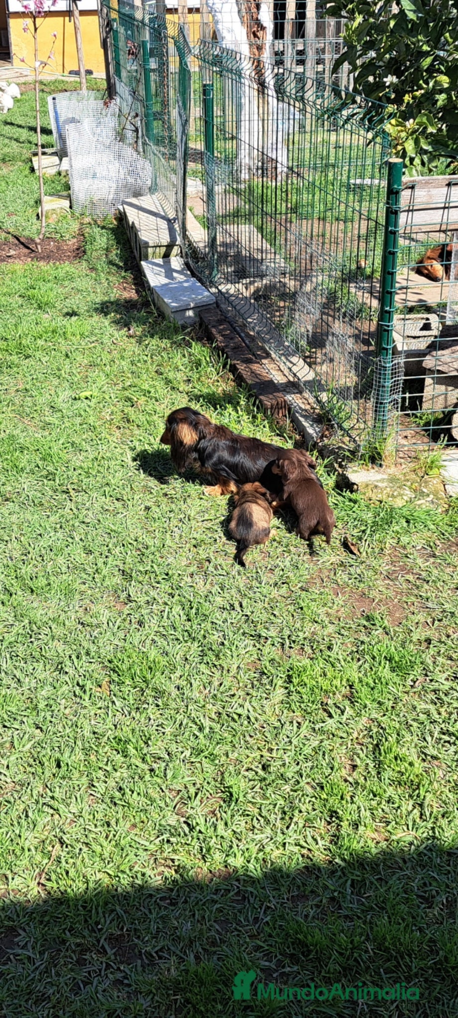 Teckel Miniatura perros Teckel miniatura de pelo largo  - Anuncio 1