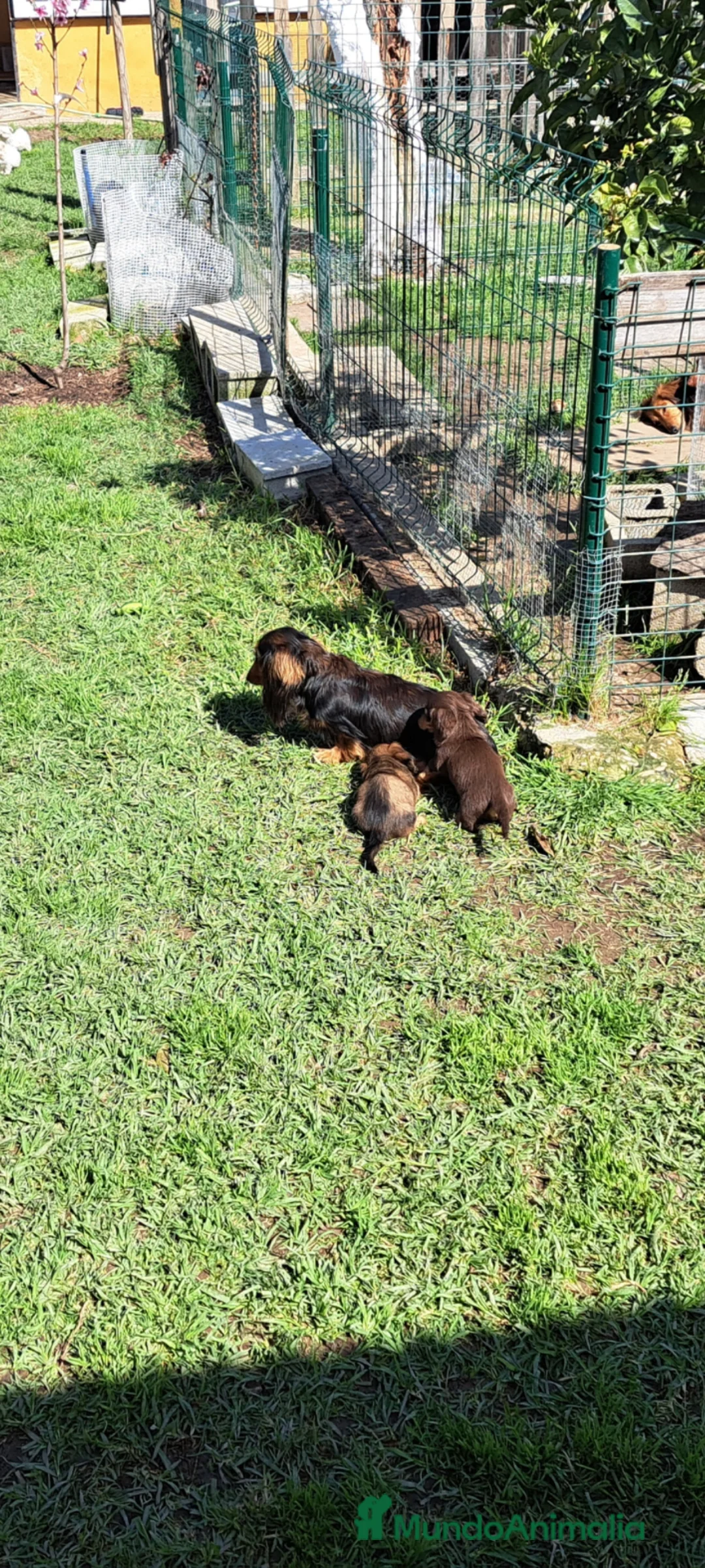 Teckel Miniatura perros en venta: Teckel miniatura de pelo largo  - Anuncio 1