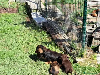 Teckel Miniatura perros Teckel miniatura de pelo largo - Anuncio 1