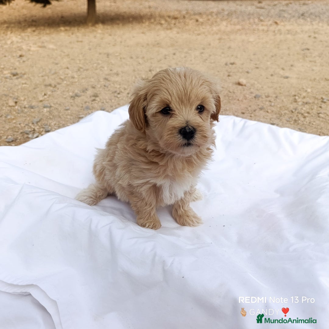 Maltipoo perros en venta: LINDAS HEMBRITAS DE MALTIPOOS - Anuncio 5
