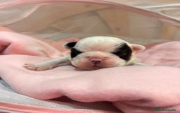 Bulldog Francés perros en venta: Bulldog Francés criado en familia Cría responsable - Imagen 6