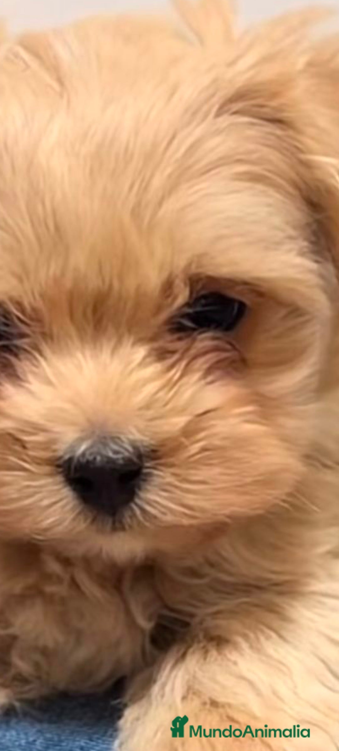 Maltipoo perros Maltipoo 7 - Anuncio 1