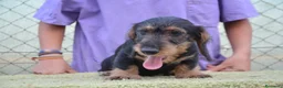 Teckel perros en venta: teckel standar de pelo duro - Anuncio 1
