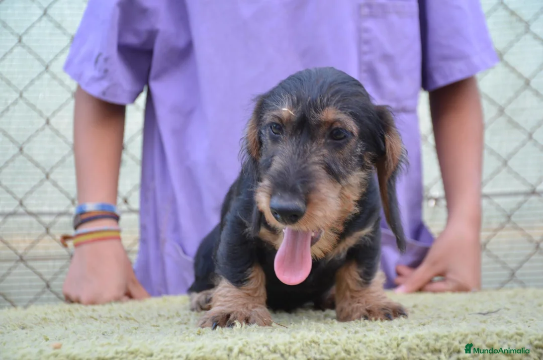 Teckel perros en venta: teckel standar de pelo duro - Anuncio 1