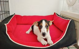 Raza Mixta perros en venta: Jack Russell  - Imagen 3