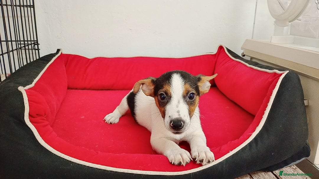 Raza Mixta perros en venta: Jack Russell  - Imagen 3
