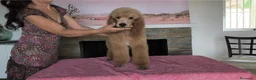 Caniche Gigante perros en venta: Caniches gigantes  - Anuncio 2