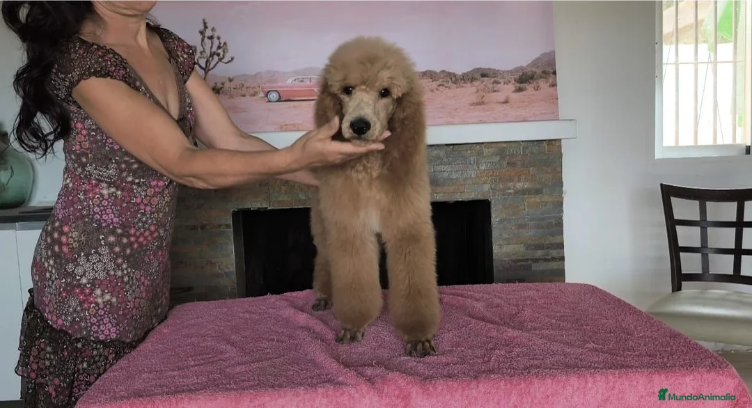 Caniche Gigante perros en venta: Caniches gigantes  - Anuncio 2