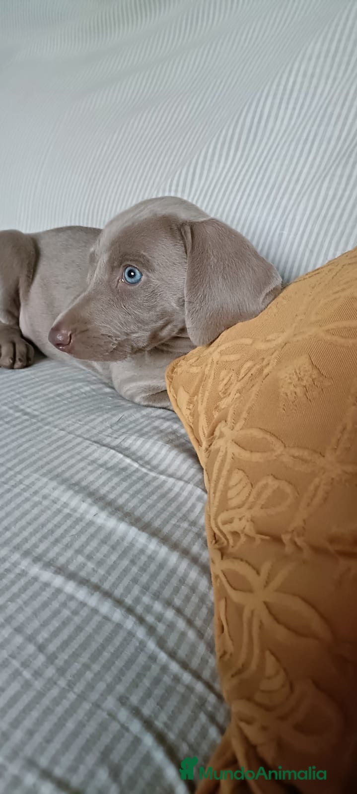 Weimaraner perros Preciosa Hembra Braco de Weimar Pura Raza - Anuncio 2