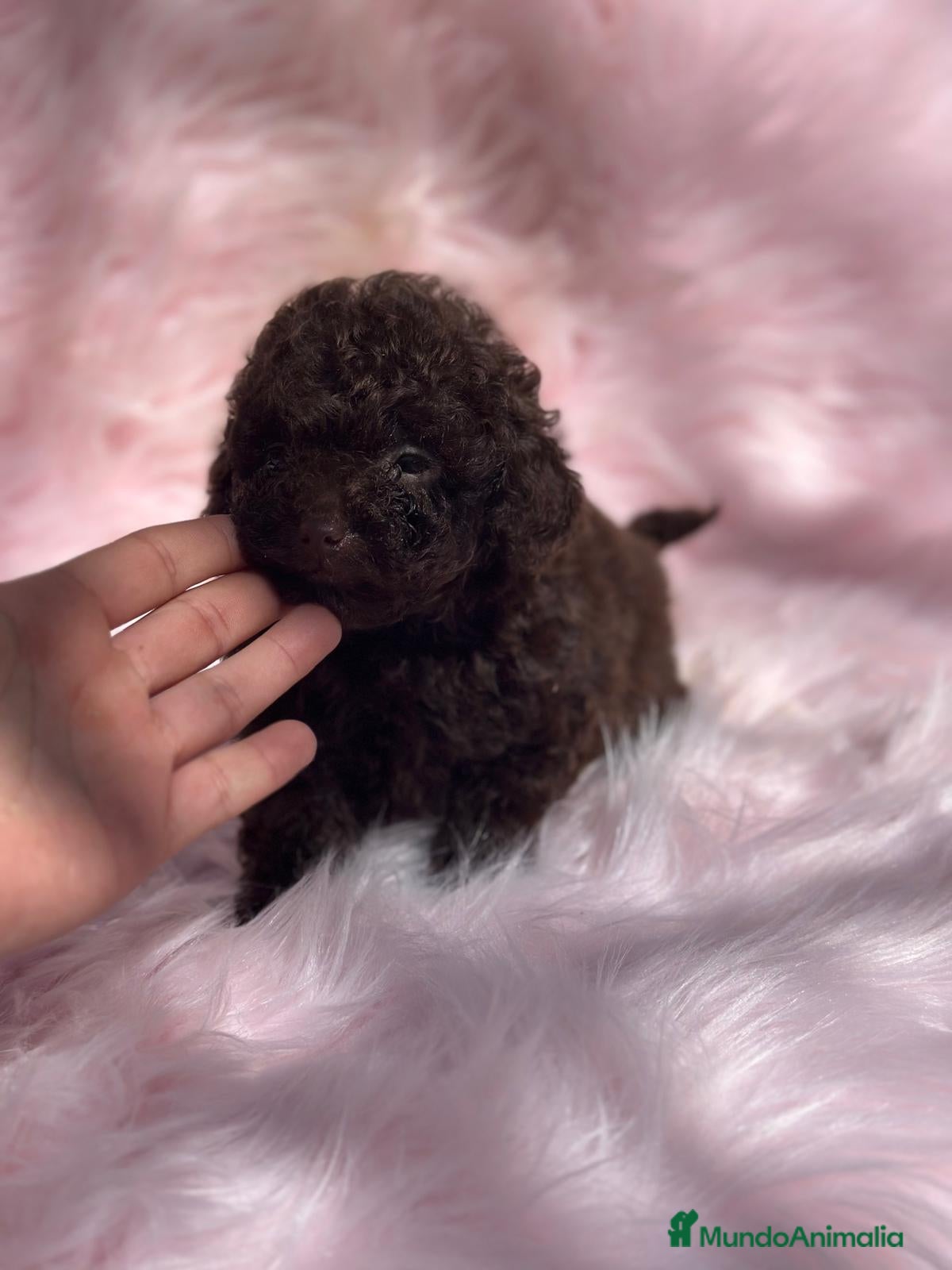 Caniche Toy perros Caniche chocolate hembra  en Barcelona - Anuncio 36