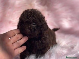 Caniche Toy perros en Barcelona - Anuncio 36