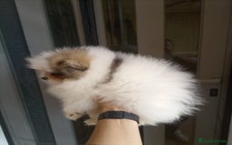 Pomerania perros en venta: Hembra pomerania  - Imagen 1