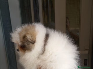 Pomerania perros - Anuncio 3