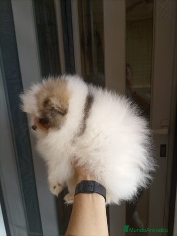 Pomerania perros - Anuncio 2