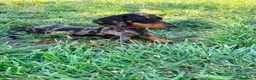 Teckel Miniatura perros en venta: Teckel miniatura  - Anuncio 1