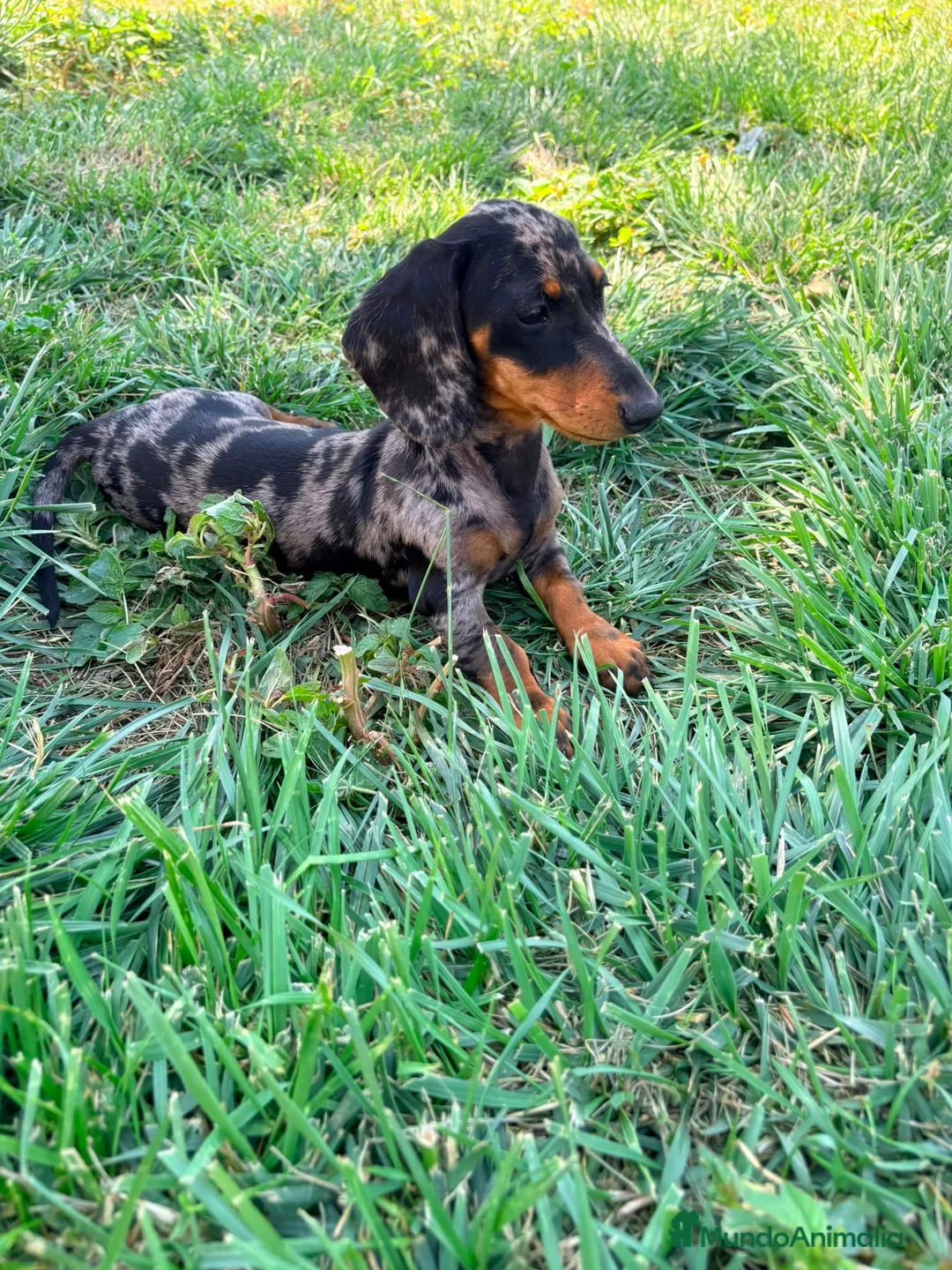 Teckel Miniatura perros en venta: Teckel miniatura  - Anuncio 1