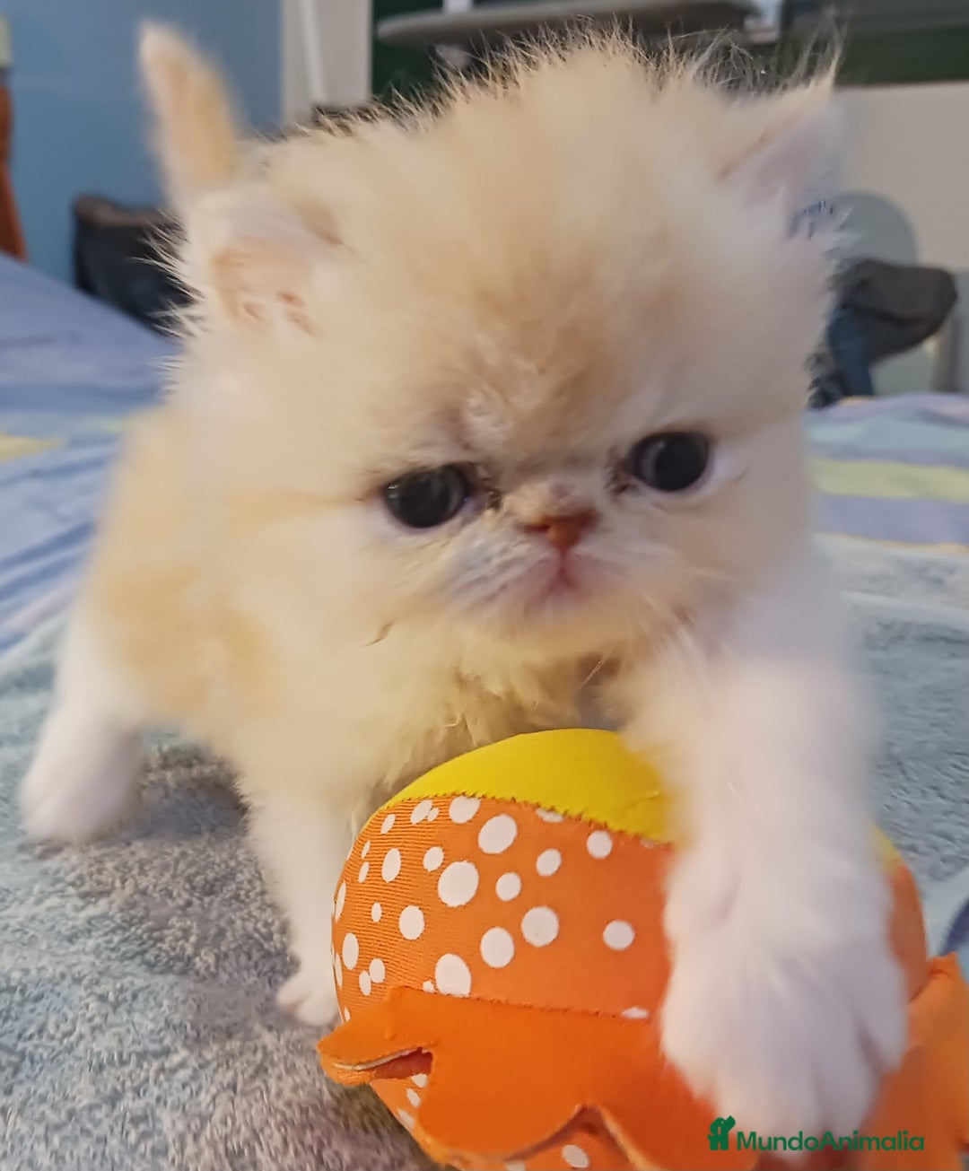 Persa gatos en venta: Gatos persas - Anuncio 1