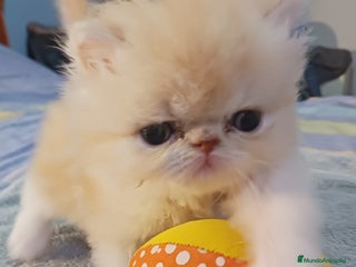 Persa gatos Gatos persas - Anuncio 1