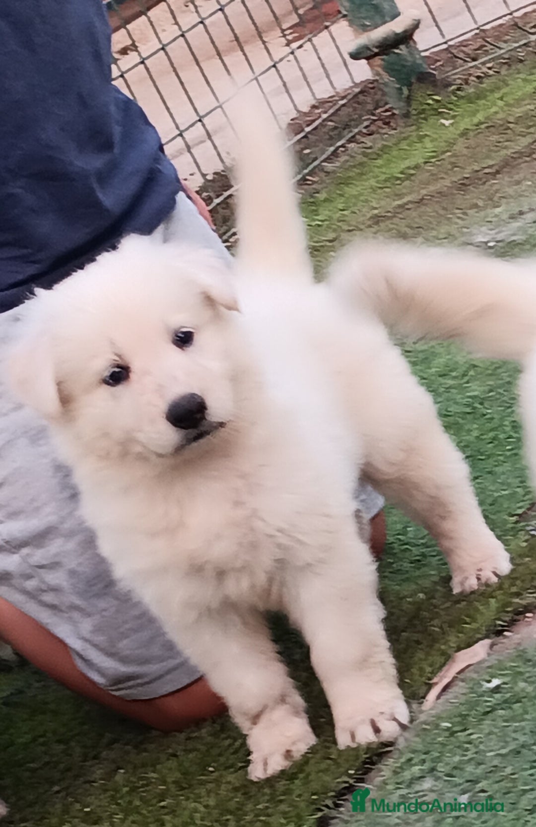 Pastor Blanco Suizo perros en venta: Pastor Blanco Suizo  - Imagen 5