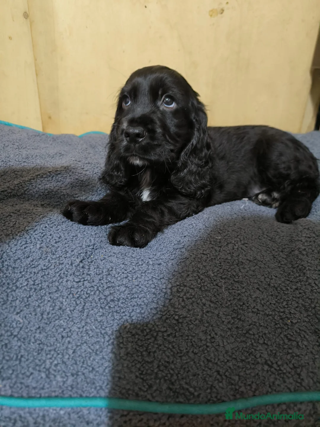Cocker Spaniel Inglés perros en venta: Camada de Cocker en Madrid en Madrid - Anuncio 3