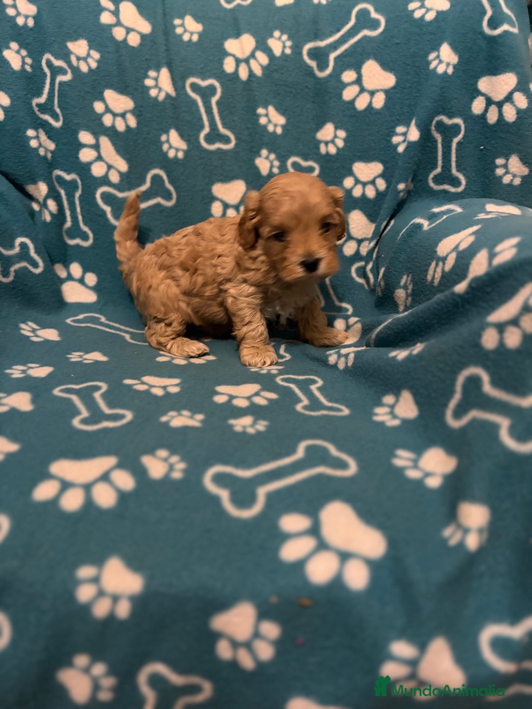 Maltipoo perros en venta: Maltipoo  - Anuncio 3