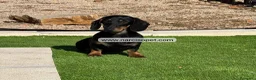 Teckel Miniatura perros en venta: TECKEL 4 MESES - Anuncio 6