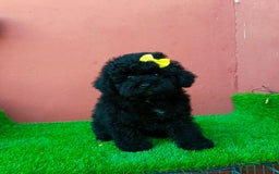 Caniche Enano perros en venta: CANICHE MINITOY NEGRO - Imagen 2
