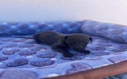 Whippet perros en venta: Whippet blue  - Imagen 11