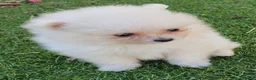 Pomerania perros en venta: Pomerania Toy Top  - Anuncio 7
