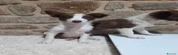 Border Collie perros en venta: Ultimo cachorro - Anuncio 3