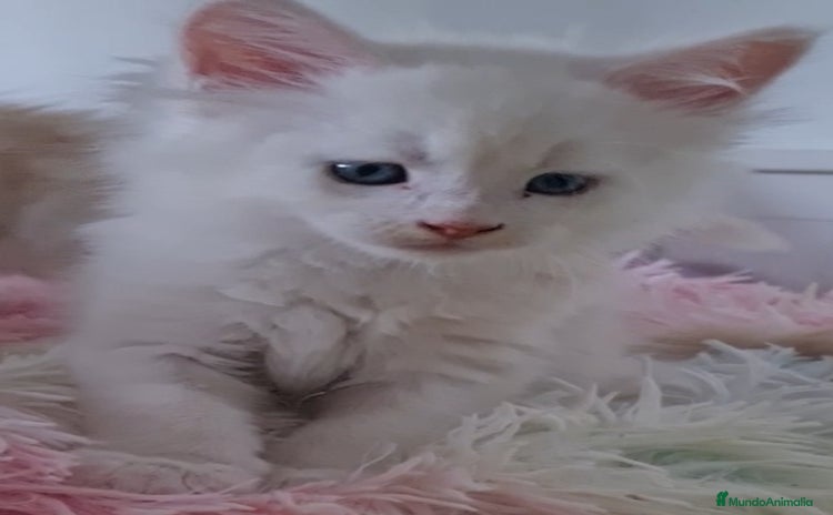 Maine Coon gatos - Anuncio 2
