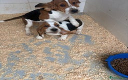 Basset Hound perros en venta: Último BASSET HOUND  - Anuncio 8