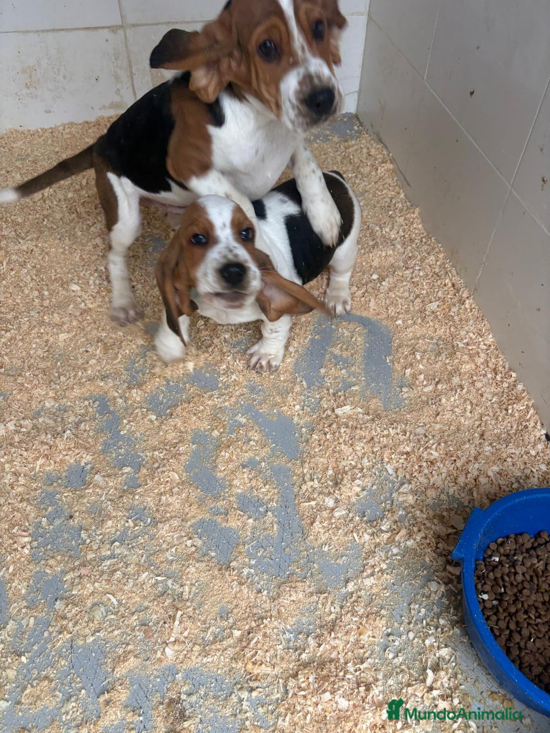 Basset Hound perros en venta: Último BASSET HOUND  - Anuncio 8