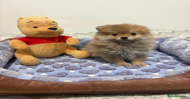 Pomerania perros - Anuncio 5