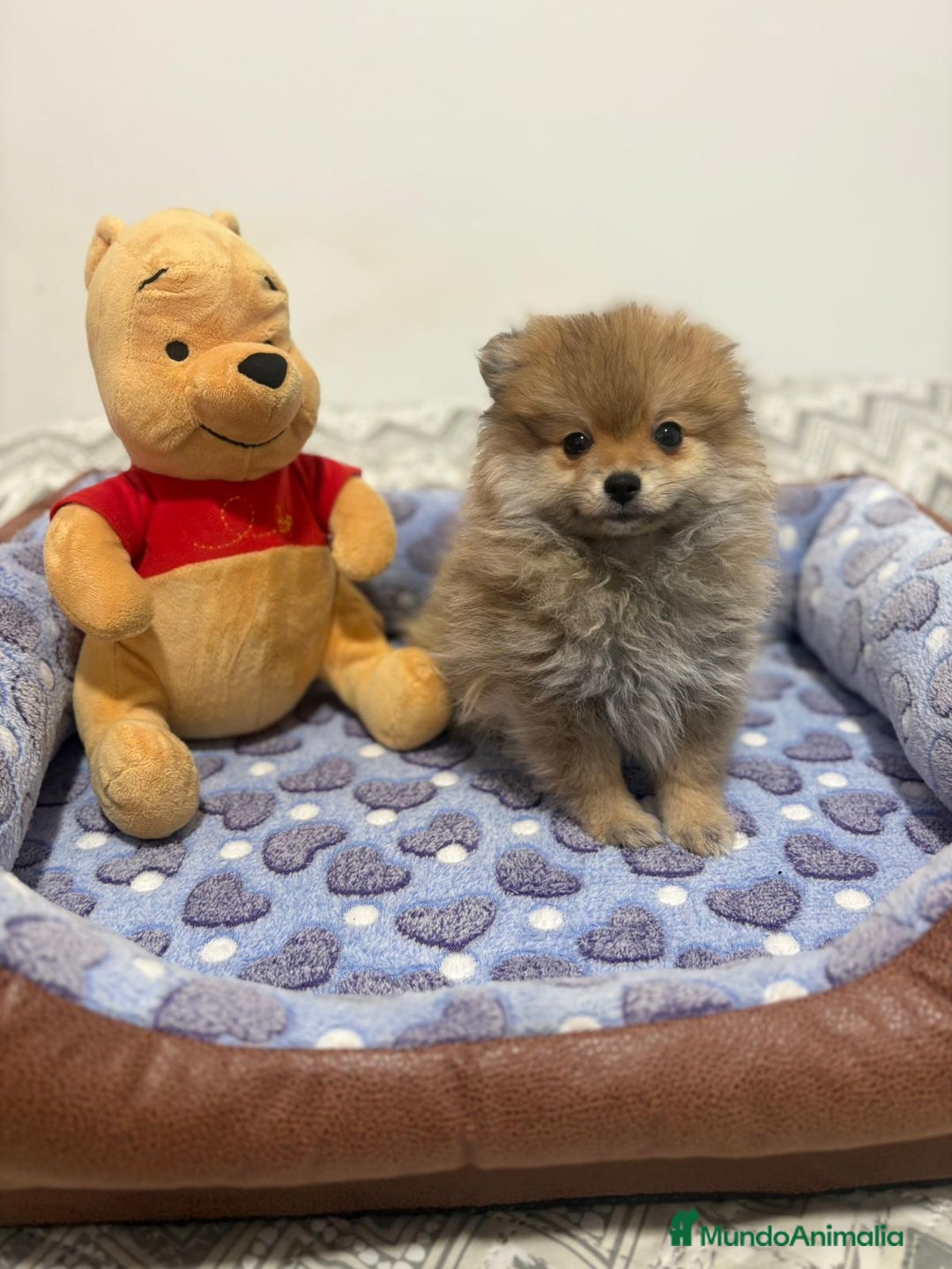 Pomerania perros en venta: Poo pomerania osito - Imagen 3