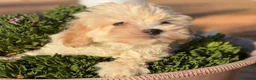 Maltipoo perros en venta: Maltipoo Hembra toy disponible  - Anuncio 2