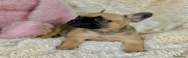 Bulldog Francés Cachorro 1