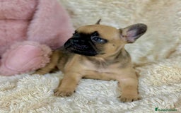 Bulldog Francés perros en venta: Bulldog francés Fawn  - Imagen 7