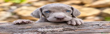Weimaraner 1