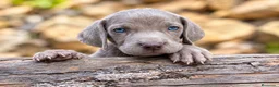 Weimaraner perros en venta: Bracos de Weimar magníficos - Anuncio 6