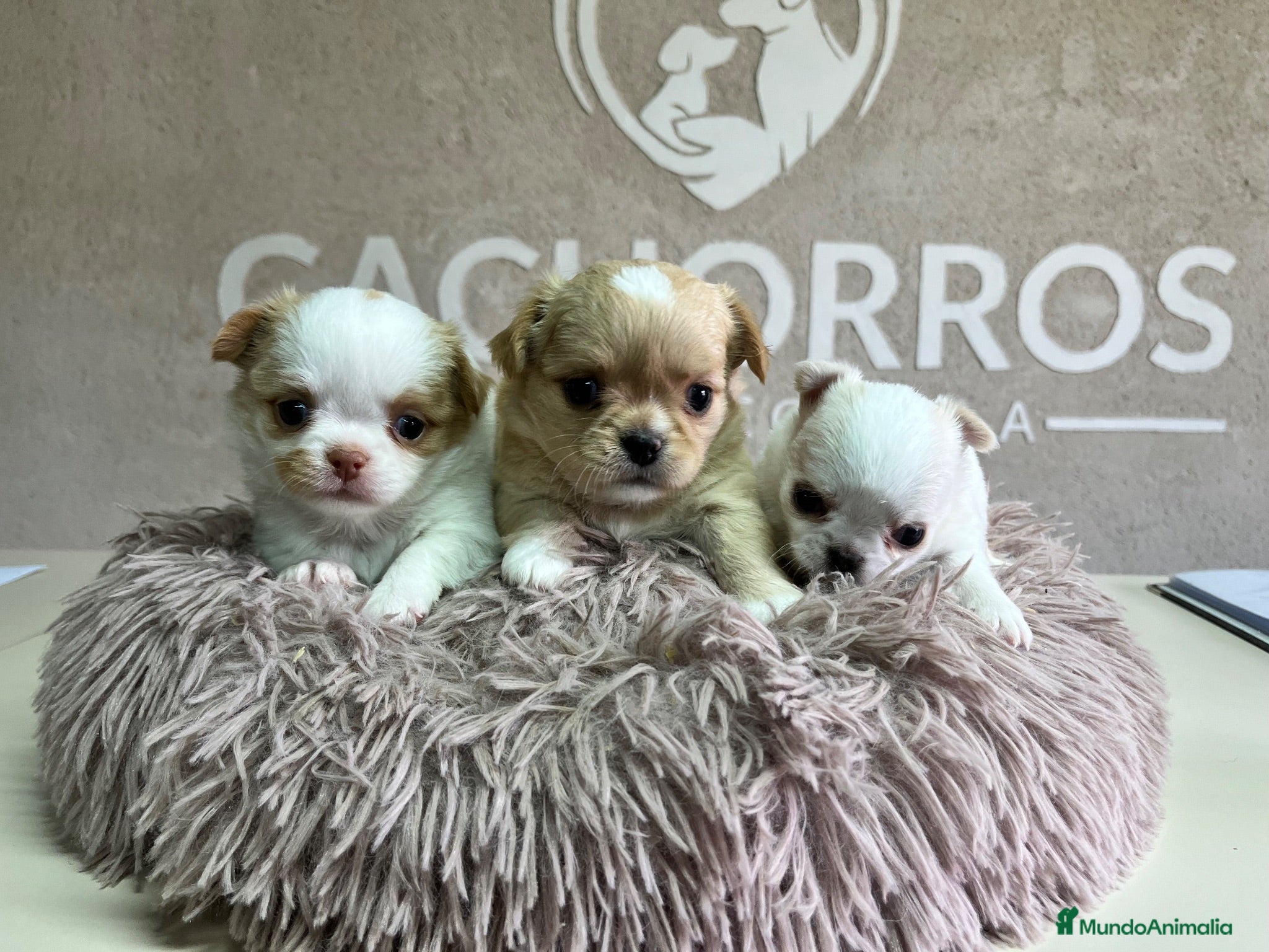 Chihuahua perros Chihuahua pelo largo  - Anuncio 1